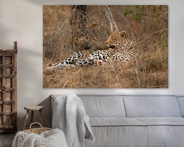 Leopard von Paul van Gaalen, natuurfotograaf