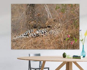 Leopard von paul van Gaalen