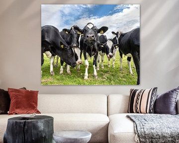 Koeien in Nederland