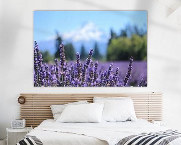 Lavender field at the foot of Mt Hood by Lugth ART