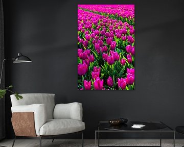 Tulipfield by Wouter van Woensel