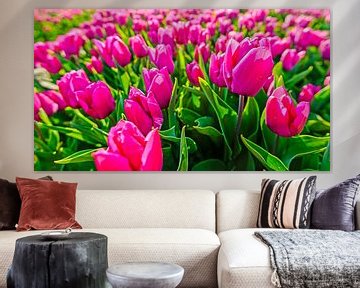 Tulipes violettes sur Wouter van Woensel