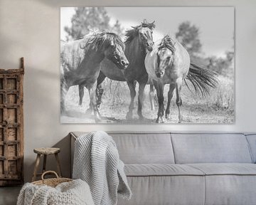 Zwart wit beeld van wilde konik paarden in Nederland van Anne Zwagers