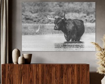 Zwarte Schotse Hooglander koe in het water van Anne Zwagers