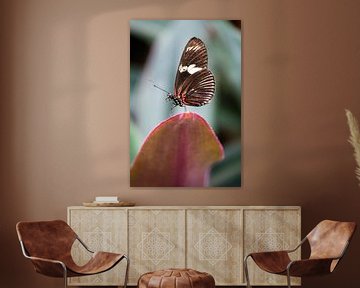 Passiebloemvlinder (vlinder) van Kevin IJpelaar
