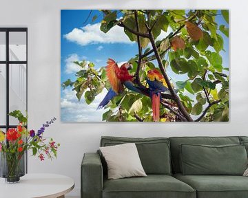 Papegaaien in Costa Rica