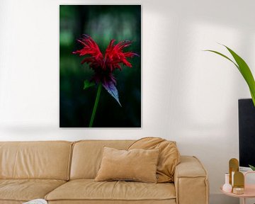 Bergamotplant (Monarda 'Jacob Cline') van Paul Veen