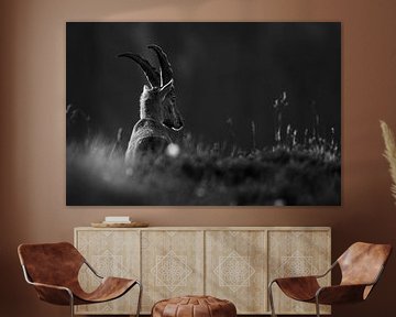 Ibex by Lars Korzelius