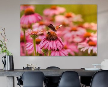 Er is genoeg voor iedereen, hommel en dagpauwoog samen op Echinacea van Anita Meis