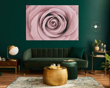 Rose with trendy soft pink colour by Gonnie van Hove