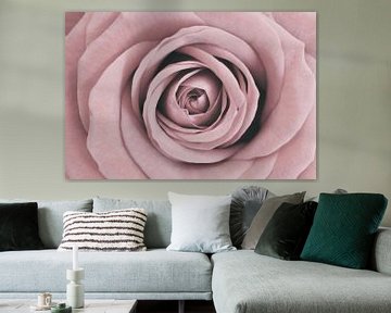 Rose mit trendiger zartrosa Farbe von Gonnie van Hove