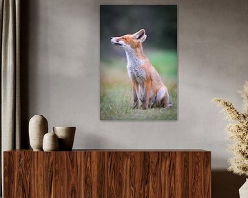 Renard sur Andy van der Steen - Fotografie