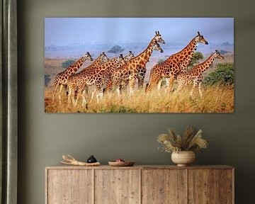 Rothschild-Giraffen im Murchison Falls Nationalpark Uganda