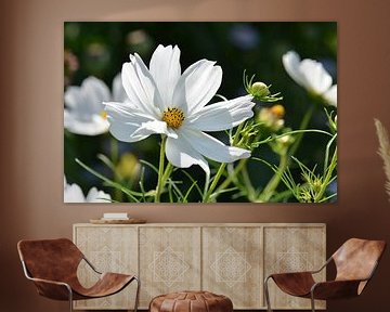 Cosmea sur Violetta Honkisz