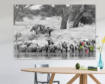 Op safari in Afrika: Kudde Wildebeesten aan het drinken bij een waterpoel (Zwart/wit) van Rini Kools