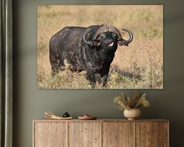 Op safari in Afrika: solitaire Kaapse buffel in Serengeti National Park, Tanzania van Rini Kools