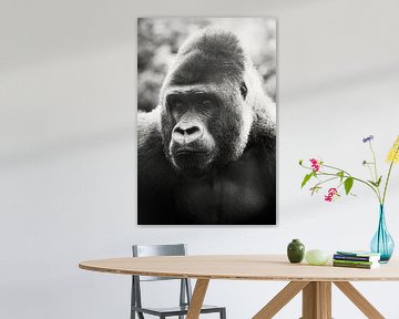 Gorilla/Monkey van Tamara Mollers Fotografie Mollers