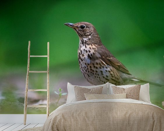Aperçu de la chambre