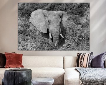Zwart wit portret olifant Zuid Afrika Addo Elephant Park van John Stijnman