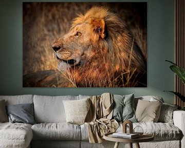 Lion wildlife in South Africa by W. Woyke