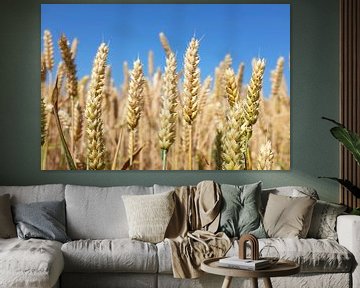 Plants de blé sur Dianne van der Velden