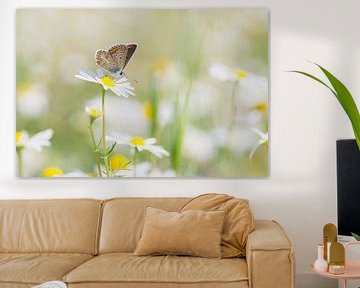 Des moments heureux. Photo d'un papillon parmi la joyeuse camomille. sur Birgitte Bergman