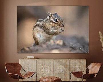 Siberian ground squirrel by Isabel van Veen