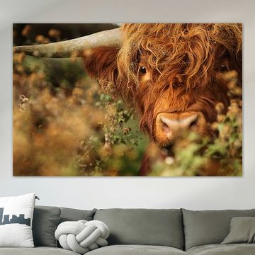 Schottischer Hochlandbewohner