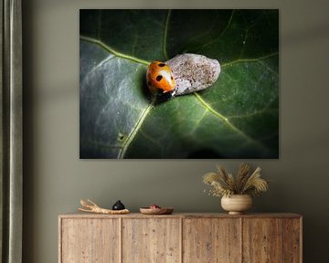 Ladybug in an ivy leaf by Corina Hoekstra