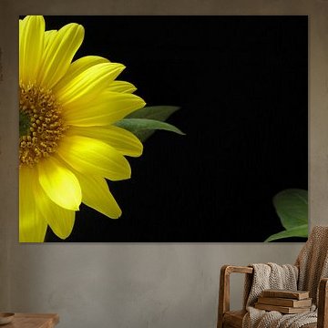 Blühende Sonnenblume für schwarzen Hintergrund