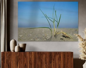 Helmet grass