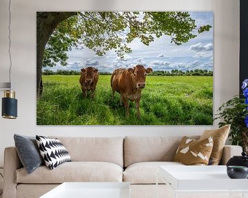 Koeien in de wei van Marcel Klootwijk