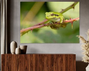 Tree frog on a blackberry by Marcel Klootwijk