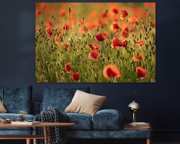 Poppies in the light of a setting sun #4 by Edwin Mooijaart