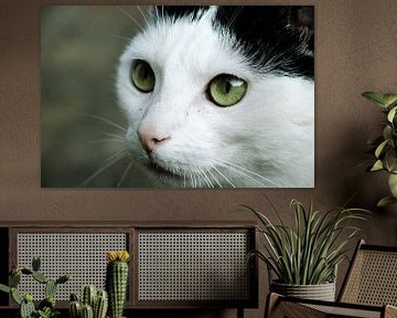 Close-up foto van een kat met prachtig groene ogen van Ezra Middelburg