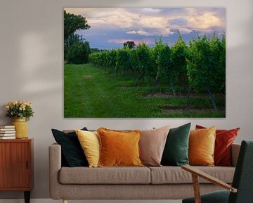 Wine fields in Alsace, France at sunset by Discover Dutch Nature