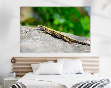 The common wall lizard on a castle-wall by Ezra Middelburg