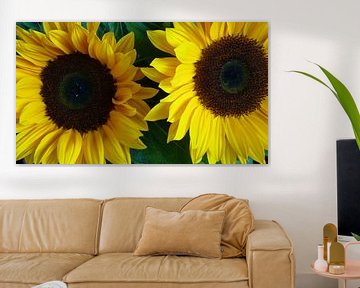 Prachtige zomerse zonnebloemen - Beautiful Summer Sunflowers 