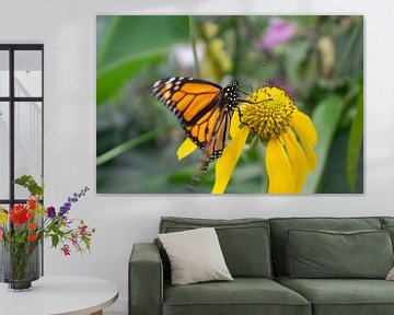 Oranje Monarchvlinder op gele bloem van Matani Foto