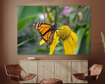 Papillon monarque orange sur fleur jaune sur Matani Foto