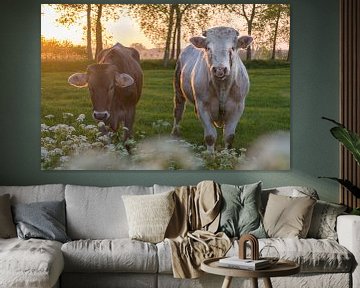 Koe en stier in het Brugse Ommeland (Damme, België) bij zonsondergang van Nele Mispelon