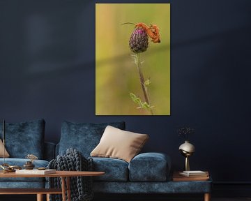 Kleine rode weekschildkevers van Moetwil en van Dijk - Fotografie