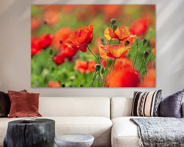 coquelicots sur MadebyGreet