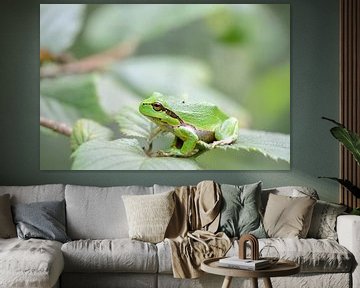 Groene boomkikker op een blad van een bramenstruik van iPics Photography