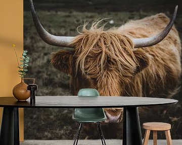 De Schotse Hooglander van Sander Spreeuwenberg