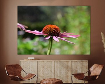 Echinacea Purpurea Purple Sun Hat by Robin Verhoef