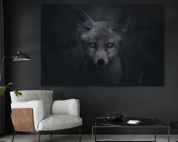 Portret van een jonge vos in de Nederlandse natuur in zwart-wit