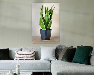 Sanseveria in natuurlijk licht van Jerke Taeymans