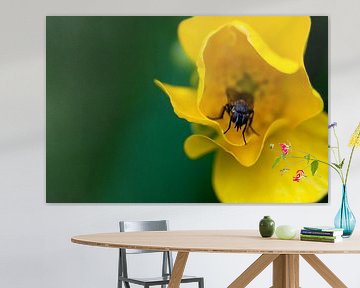 Vlieg in gele bloem van Anita van Hengel