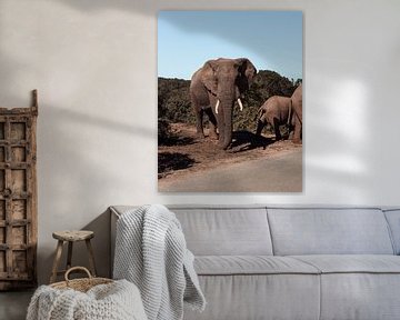 Safari de l'éléphant d'Afrique sur Ian Schepers